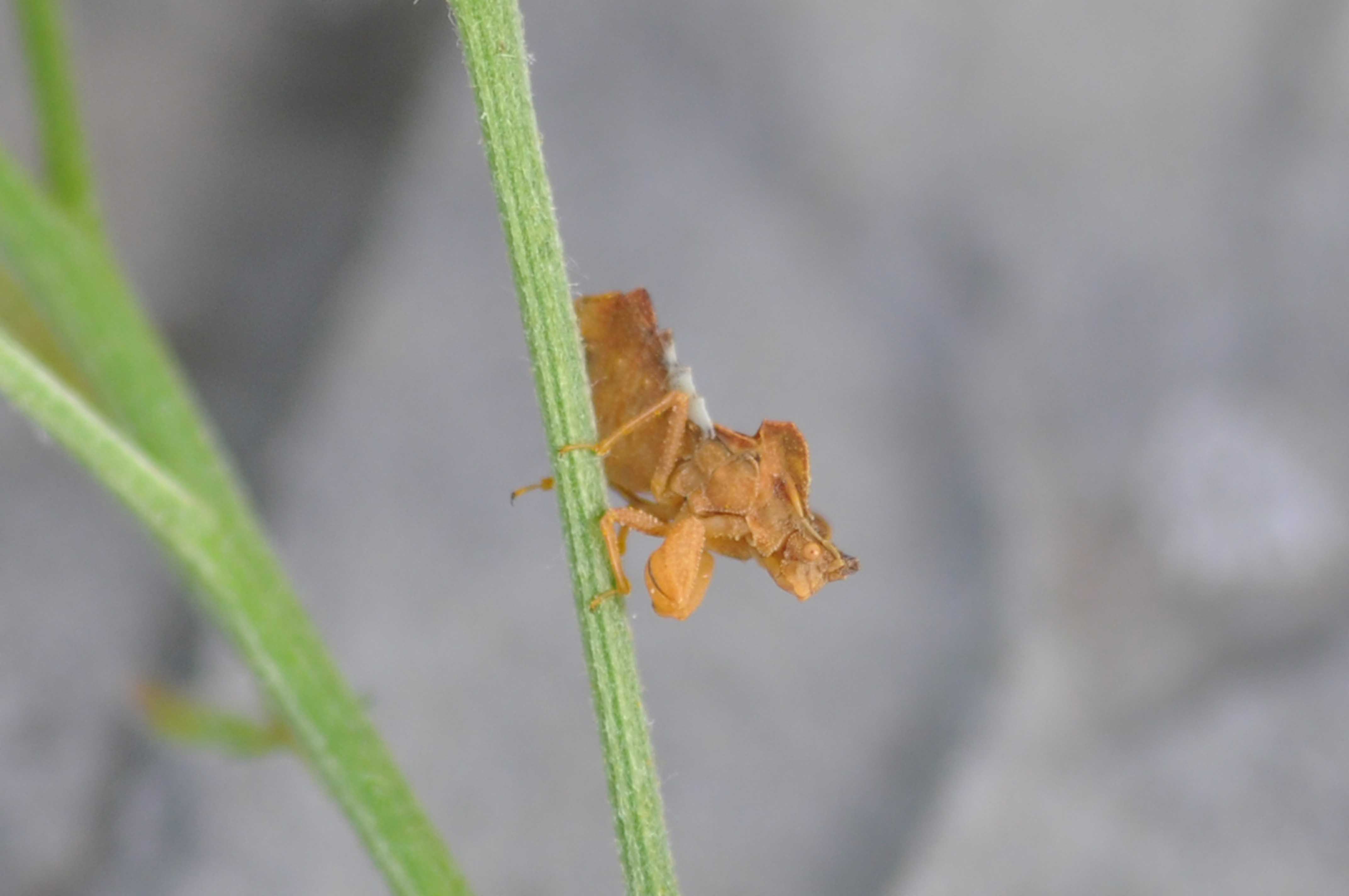 Un aiuto per questo insetto strano - Phymata crassipes